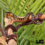 ug_Red_and_Yellow_Mangrove_Snake_5.jpg