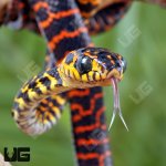 ug_Red_and_Yellow_Mangrove_Snake_3.jpg