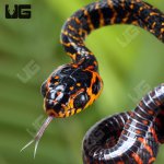 ug_Red_and_Yellow_Mangrove_Snake_2.jpg