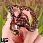 ug_Red_and_Yellow_Mangrove_Snake_1.jpg