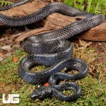 ug_Sulawesi_Mangrove_Snake_5.jpg