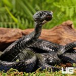 ug_Sulawesi_Mangrove_Snake_4.jpg