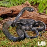 ug_Sulawesi_Mangrove_Snake_1.jpg