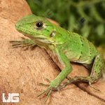 ug_baby_spiny_tailed_iguana_4.jpg