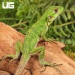 ug_Baby_Spiny_Tailed_Iguana_3.jpg