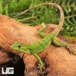 ug_baby_spiny_tailed_iguana_2.jpg