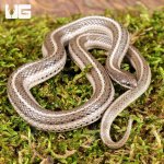 ug_New_Mexico_Lined_Snake_4.jpg