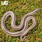 ug_New_Mexico_Lined_Snake_3.jpg