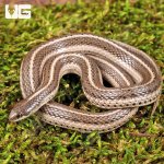 ug_New_Mexico_Lined_Snake_2.jpg