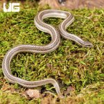 ug_New_Mexico_Lined_Snake_1.jpg