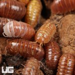 ug_Armadillidium_Vulgare_Orange_Vigor_Isopods_3.jpg