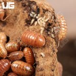 ug_Armadillidium_Vulgare_Orange_Vigor_Isopods_2.jpg