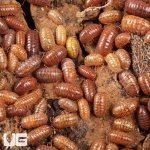 ug_Armadillidium_Vulgare_Orange_Vigor_Isopods_1.jpg