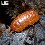 ug_armadillidium_vulgare_“orange_vigor”_isopods_1.jpg