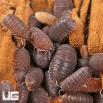 ug_Cubaris_Murina_Little_Sea_Isopods_4.jpg