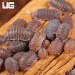 ug_Cubaris_Murina_Little_Sea_Isopods_2.jpg