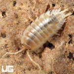 ug_Porcellio_Laevis_White_Isopods_5.jpg