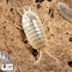 ug_Porcellio_Laevis_White_Isopods_4.jpg
