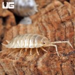 ug_Porcellio_Laevis_White_Isopods_2.jpg