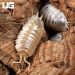 ug_Porcellio_Laevis_White_Isopods_1.jpg