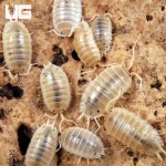 ug_Porcellio_Laevis_White_Isopods3.jpg