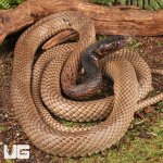 ug_Adult_Coachwhip_Snake_2.jpg