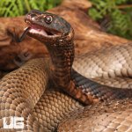 ug_Adult_Coachwhip_Snake_4.jpg