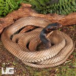 ug_Adult_Coachwhip_Snake_1.jpg