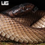 ug_Adult_Coachwhip_Snake_3.jpg