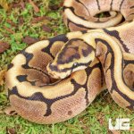 ug_Baby_Spider_Ball_Python_4.jpg