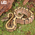 ug_Baby_Spider_Ball_Python_3.jpg