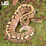 ug_Baby_Spider_Ball_Python_2.jpg