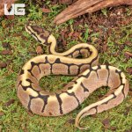 ug_Baby_Spider_Ball_Python_1.jpg