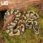 ug_baby_pastel_enchi_ball_python_3.jpg