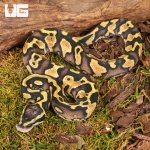 ug_Baby_Pastel_Enchi_Ball_Python_2.jpg