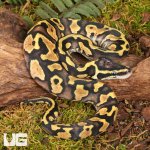 ug_baby_pastel_enchi_ball_python_1.jpg