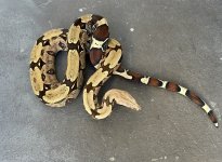 IMG_3239.jpeg