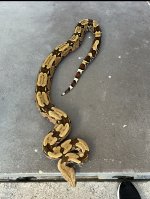 IMG_3241.jpeg