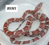 BSM1.jpg