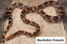 Buckskin Breeder Female.jpg