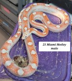 Miami Motley Breeder male.jpg