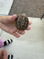 IMG_4909.jpeg