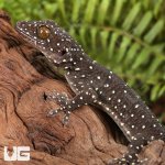 ug_starry_tokay_gecko_4.jpg