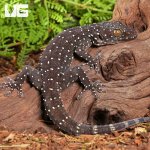 ug_starry_tokay_gecko_3.jpg