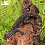 ug_starry_tokay_gecko_2.jpg
