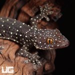 ug_starry_tokay_gecko_1.jpg