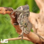 ug_Baby_Panther_Chameleon_4.jpg
