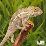 ug_Baby_Panther_Chameleon_1.jpg