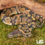 ug_Baby_Scaleless_HeadHet_Pied_Ball_Python_2.jpg