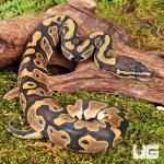 ug_Baby_Scaleless_HeadHet_Pied_Ball_Python_1.jpg
